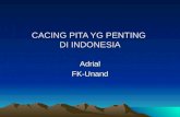 CACING PITA YG PENTING  DI INDONESIA