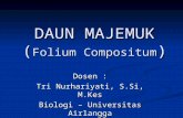 DAUN MAJEMUK ( Folium  Compositum )