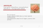 ANYELIR  Carnation ( Dianthus caryophyllus ) Dianthus = bunga para dewa