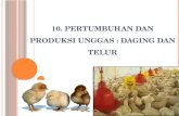 10.  Pertumbuhan dan Produksi Unggas  :  Daging dan Telur
