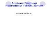 Anatomi  Fisiologi Reproduksi  Ternak Jantan