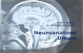 Neuroanatomi Umum