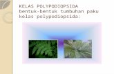 KELAS POLYPODIOPSIDA bentuk-bentuk tumbuhan paku kelas polypodiopsida: