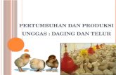 Pertumbuhan dan Produksi Unggas  :  Daging dan Telur