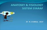 Anatomi & Fisiologi Syaraf d3