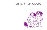 Sistem Reproduksi Laki-laki