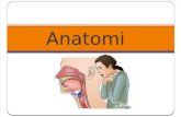Anatomi Choking