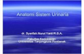 Kuliah Anatomi Sistem Urinaria 26-3-2012 (2)