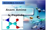 As.amino Dan Peptida