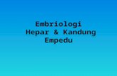 Embriologi Hepar-kandung Empedu