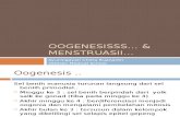 Oogenesis Dan Menstruasi.2003