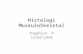 Histologi MuskuloSkeletal