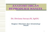 Anatomi Genitalia Dr Devi
