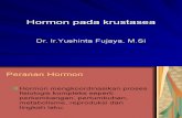 Hormon Pada Krustasea (PASCA)