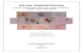 Atlas Parasitologi Tatasamumbu