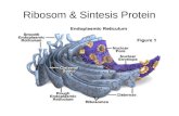 lect5-Ribosom & Sintesis Protein.ppt