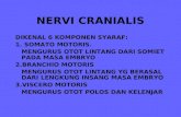 Nervi Cranialis