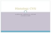 Histologi CVS