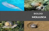 Presentasi Biologi Mollusca