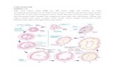 siklus ovarium endometrium