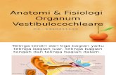 Anatomi & Fisiologi Vestibularis