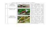 Field Guide Burung