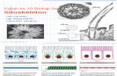 Kuliah ke 10 Biologi Sel Sitoskeleton.ppt