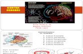 Cortex Cerebri Dan Meninges ,Risal Snc 1