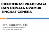 Identifikasi nyamuk tingkat genera_Des 2015.pdf