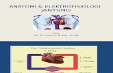 Anatomi Dan Elektrofisiologi Jantung