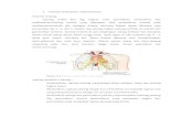 Anatomi Jantung Dan Vakularisasinya