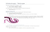 Histology Vestibulocochlear