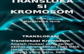 Margaretha Tania -Translokasi Dan Kelainan Kromosom.ppt