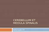 Cerebellum Et Medula Spinalis