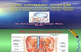 dr. Sri L kul-urine