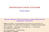 KULIAH 2 Sistem Reproduksi Overview