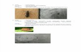 identifikasi serangga botani