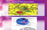 1. FQ I Dianas Moleculares 2015-03