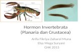 -Invertebrata (Planaria Dan Crustacea)