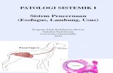 Patologi Sistem Pencernaan Esofagus Lambung