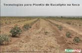 Tecnologias Para Plantio de Eucalipto Na Seca