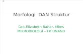 Klasifikasi, Morfologi Dan Struktur Jamur