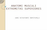 ANATOMI MUSCULI EXTREMITAS SUPERIORES.pptx