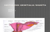 Bbdm Histologi Genitalia Wanita