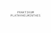 PRAKTIKUM PLATHYHELMINTES.pptx