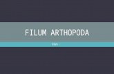Filum Arthopoda