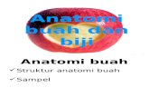 Anatomi Buah Biji