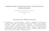 Anatomi Histologi Fisiologi Mammae