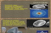 Kuliah Diatome