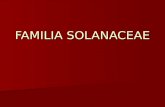 Familia Solanaceae